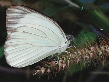 Close-up of butterfly on plant