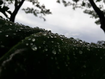 Close-up of wet leaves during rainy season