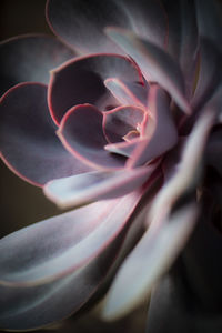 Close-up of pink rose flower