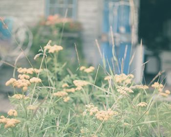Close-up of dandelion flowers