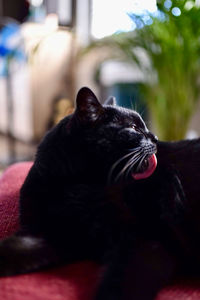 Close-up of black cat