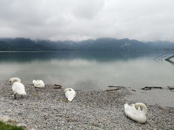 View of swans in lake 