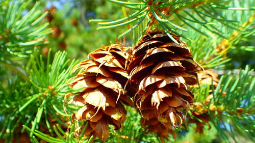 Close-up of pine tree
