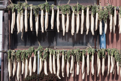 Radishes drying on wooden poles on sunny day