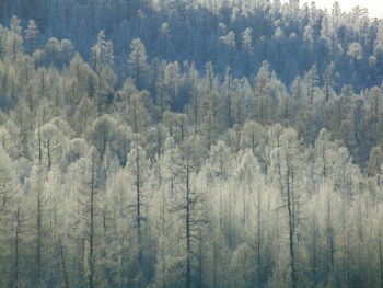 High angle view of pine trees in forest