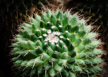 Close-up of cactus plant