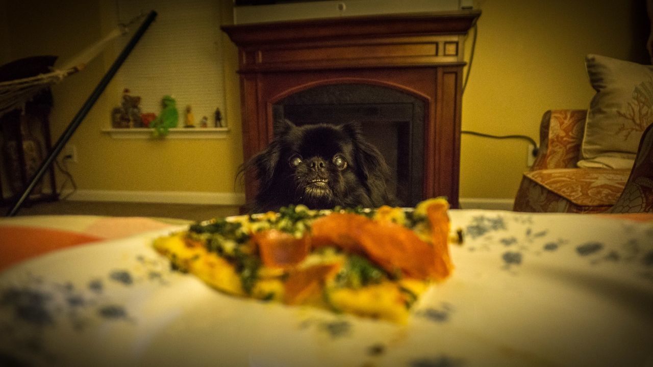Smartest dog on the planet