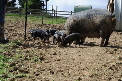 Horses grazing in a field
