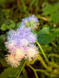 Close-up of purple thistle flowers