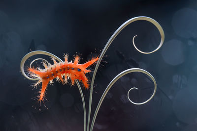 Orange caterpillars with unique feathers which are dangerous when exposed to the skin on leaf