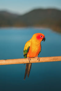 Close-up of parrot perching on wood