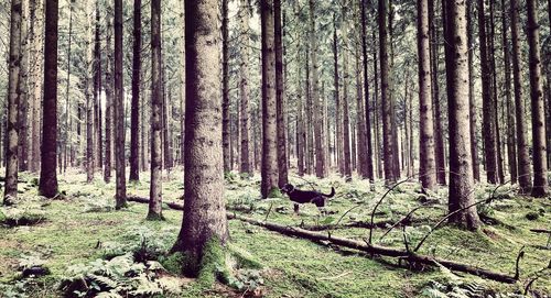 Trees in forest