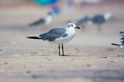 Close-up of seagull on sand