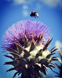 Close-up of bee pollinating on thistle against sky