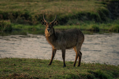 Deer standing on field