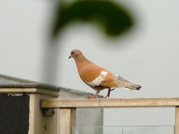 Close-up of bird perching on wood