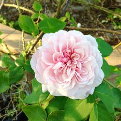 Close-up of pink flower blooming outdoors