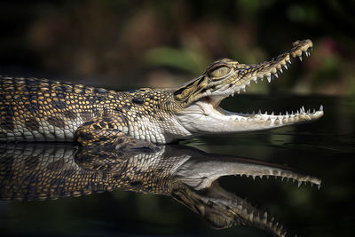 Close-up of a baby crocodile