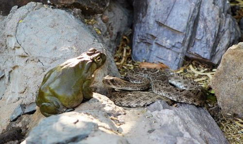 Frog and snake at zoo