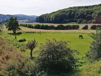 Scenic view of grassy field against sky