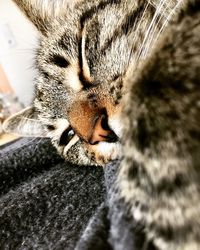 Close-up of cat relaxing on floor