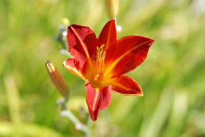 Close-up of day lily blooming outdoors