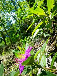 Close-up of purple flowers