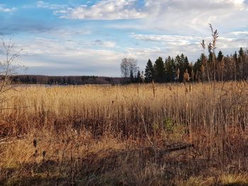 Scenic view of field against sky