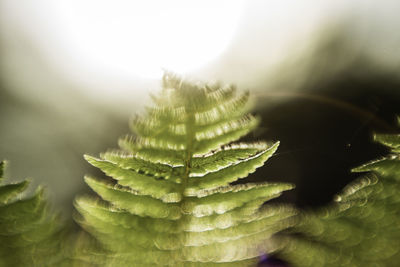 Close-up of green leaves