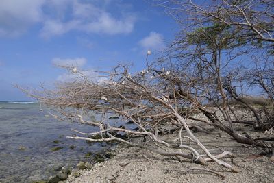 Bare tree by sea against sky