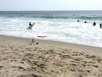 Seagulls on beach