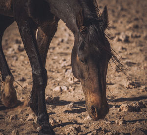 Close-up of a horse on field