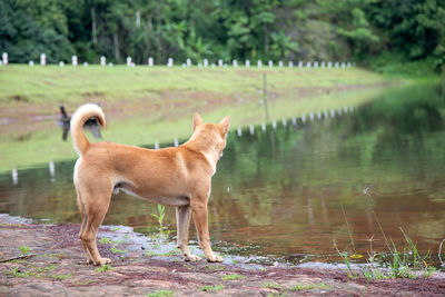 Side view of dog standing on water