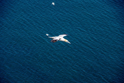 High angle view of horse in sea