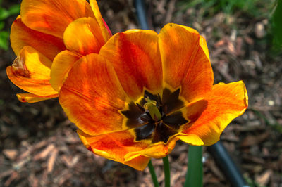 Close-up of day lily blooming outdoors
