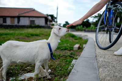 Cropped hand touching goat on field