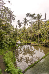 Scenic view of palm trees against sky