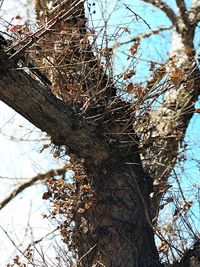 Low angle view of bare tree against sky