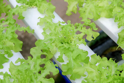 High angle view of vegetables on plant