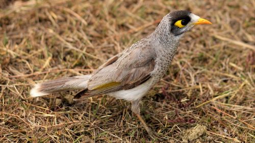Close-up of a bird on field