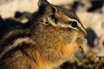Close-up of squirrel