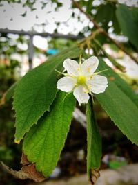 Close-up of flower blooming outdoors