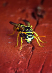 Close-up of dragonfly on wood