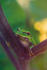 Close-up of frog on leaf