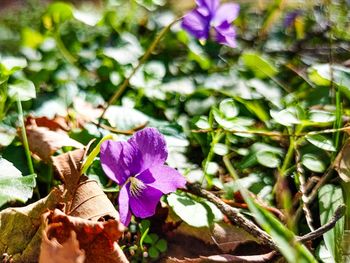 Close-up of purple flowering plants