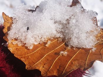 Close-up of snow on leaves during winter