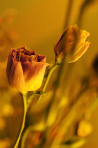 Close-up of yellow flower blooming outdoors