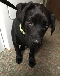 Close-up portrait of black dog