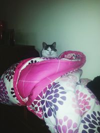 Cat looking away