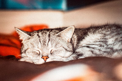 Close-up of cat sleeping